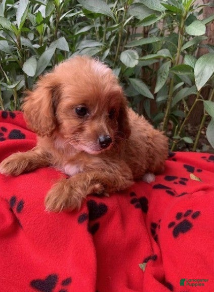 Maltipoo dogs for sale: Maltipoo 2 - Ad 29