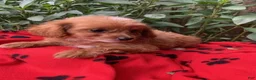 Maltipoo dogs for sale: Maltipoo 2 - Ad 1