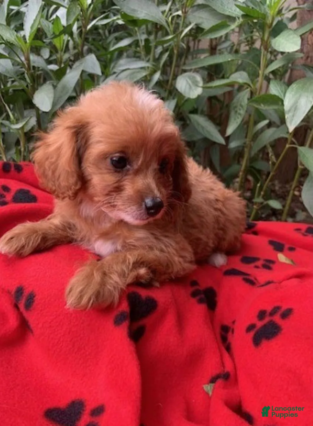 Maltipoo dogs for sale: Maltipoo 2 - Ad 1