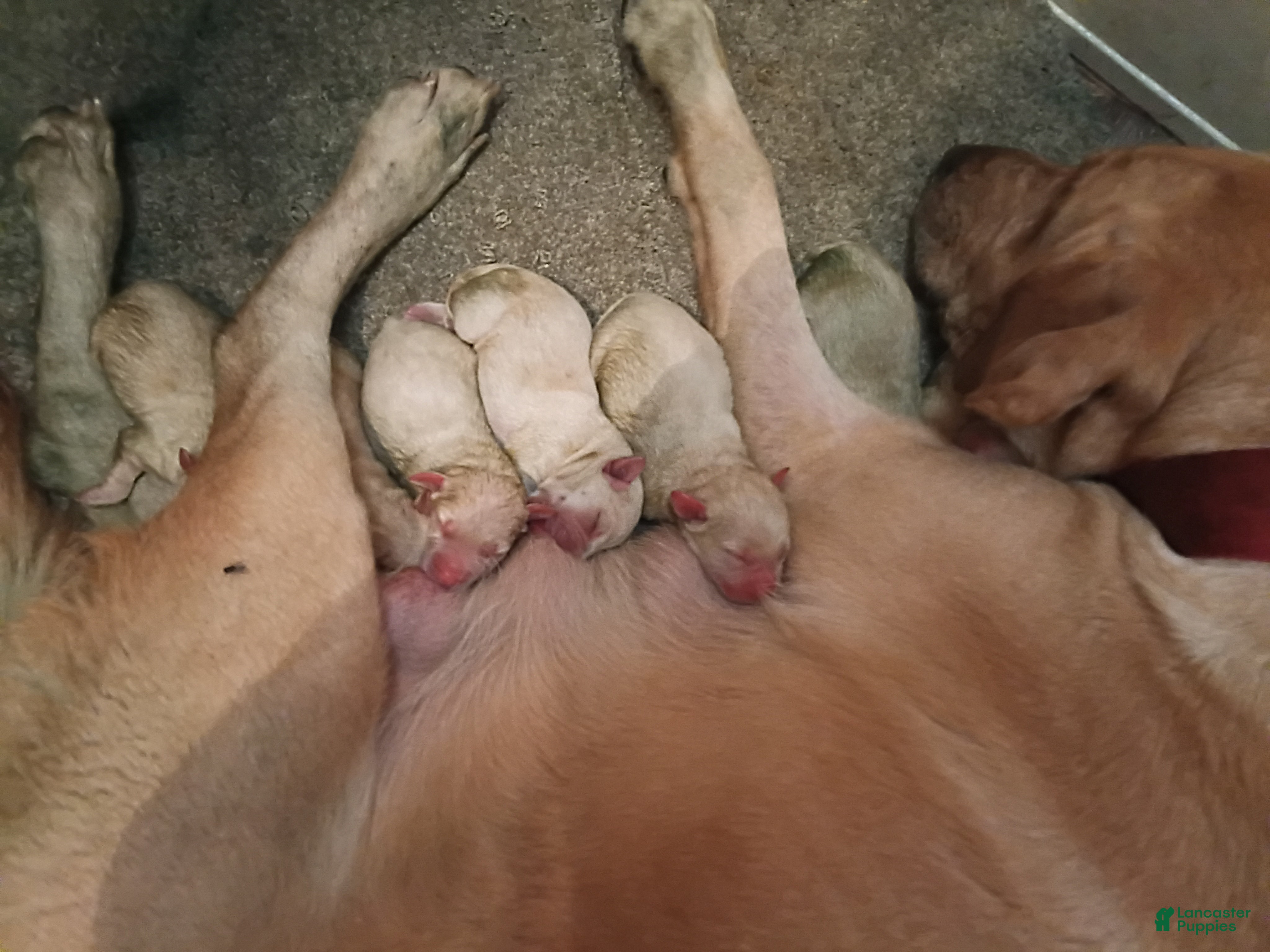 Labrador Retriever dogs for sale: Labrador Retriever 9 - Ad 13