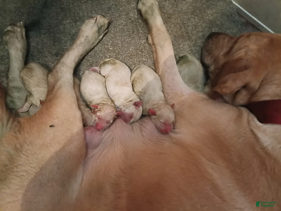 Labrador Retriever dogs for sale: Labrador Retriever 9 - Ad 1