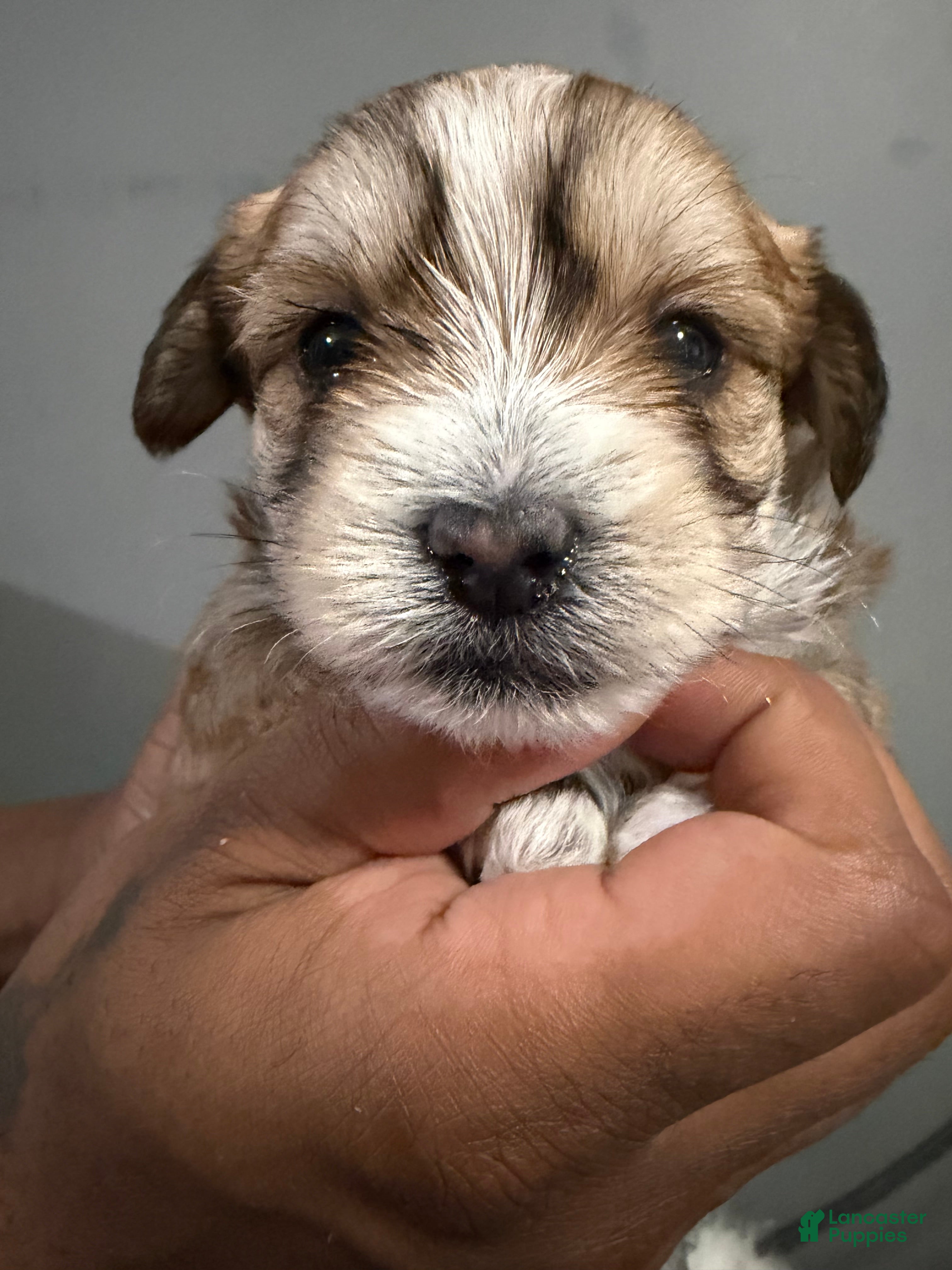 Shih Tzu dogs Biscuit  - Ad 2
