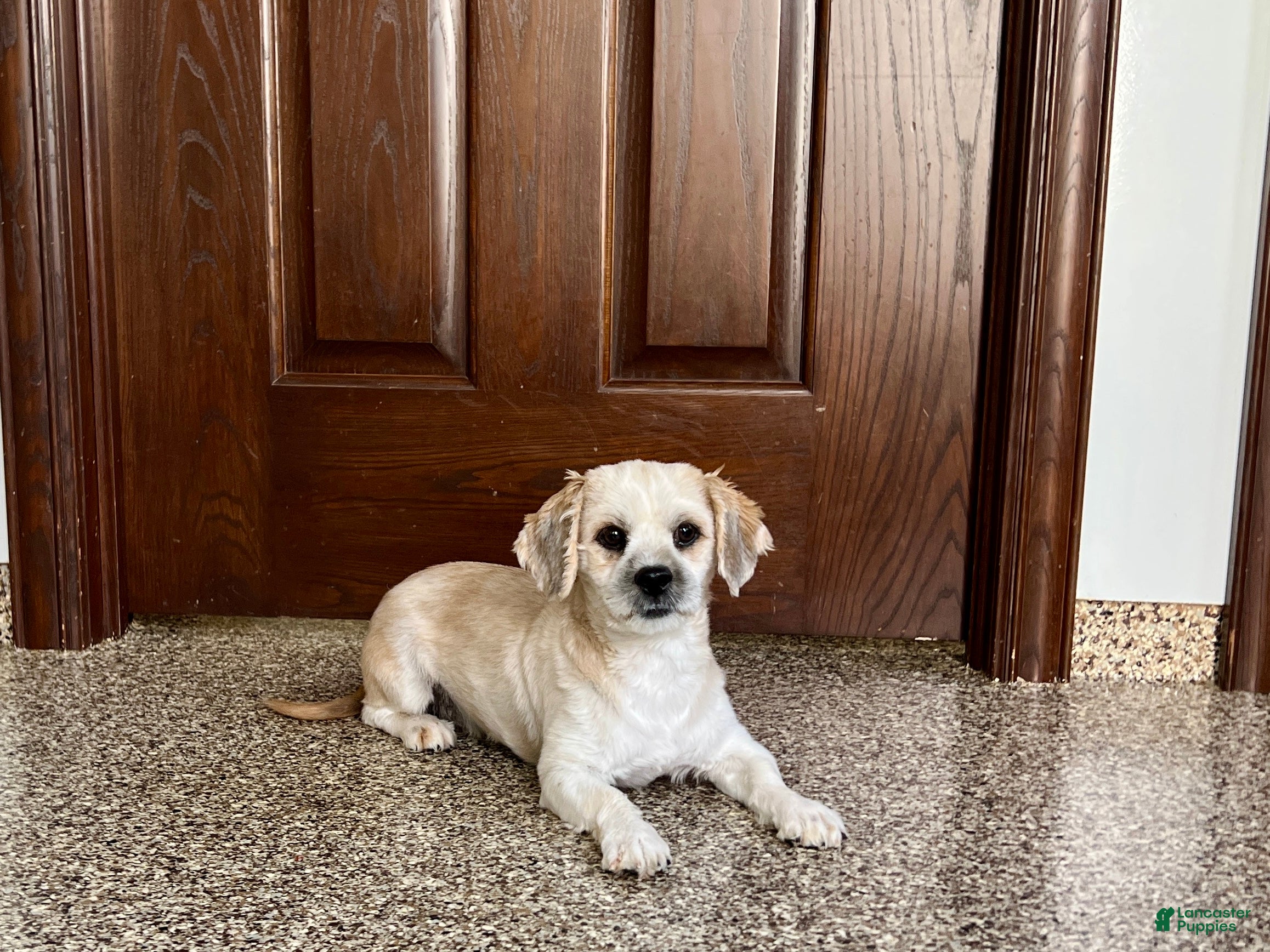 Lhasa Apso dogs Teddy - Ad 2