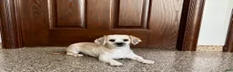 Lhasa Apso dogs for sale: Teddy - Ad 2