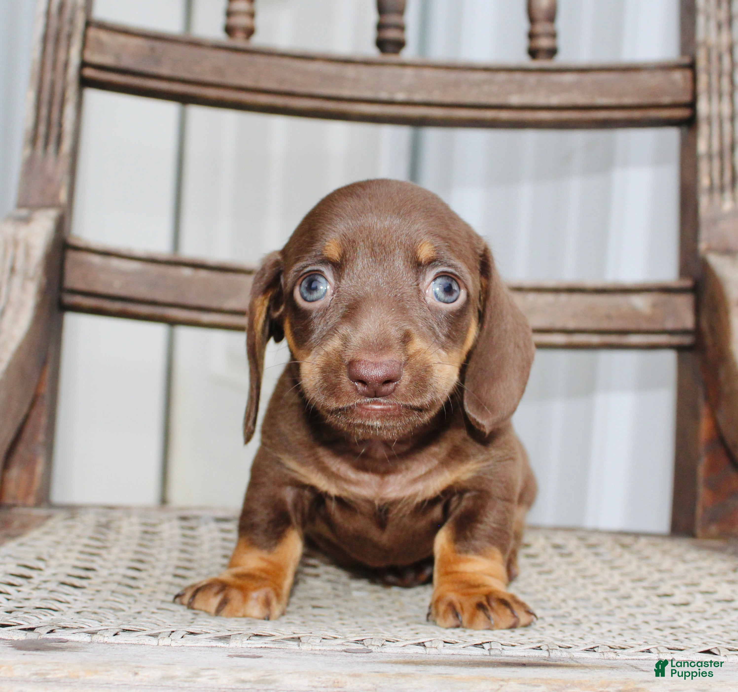 Miniature Dachshund dogs for sale: Axel - Ad 4
