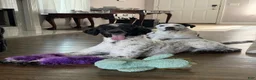Standard Poodle dogs for sale: Standard Poodle 1 - Ad 7