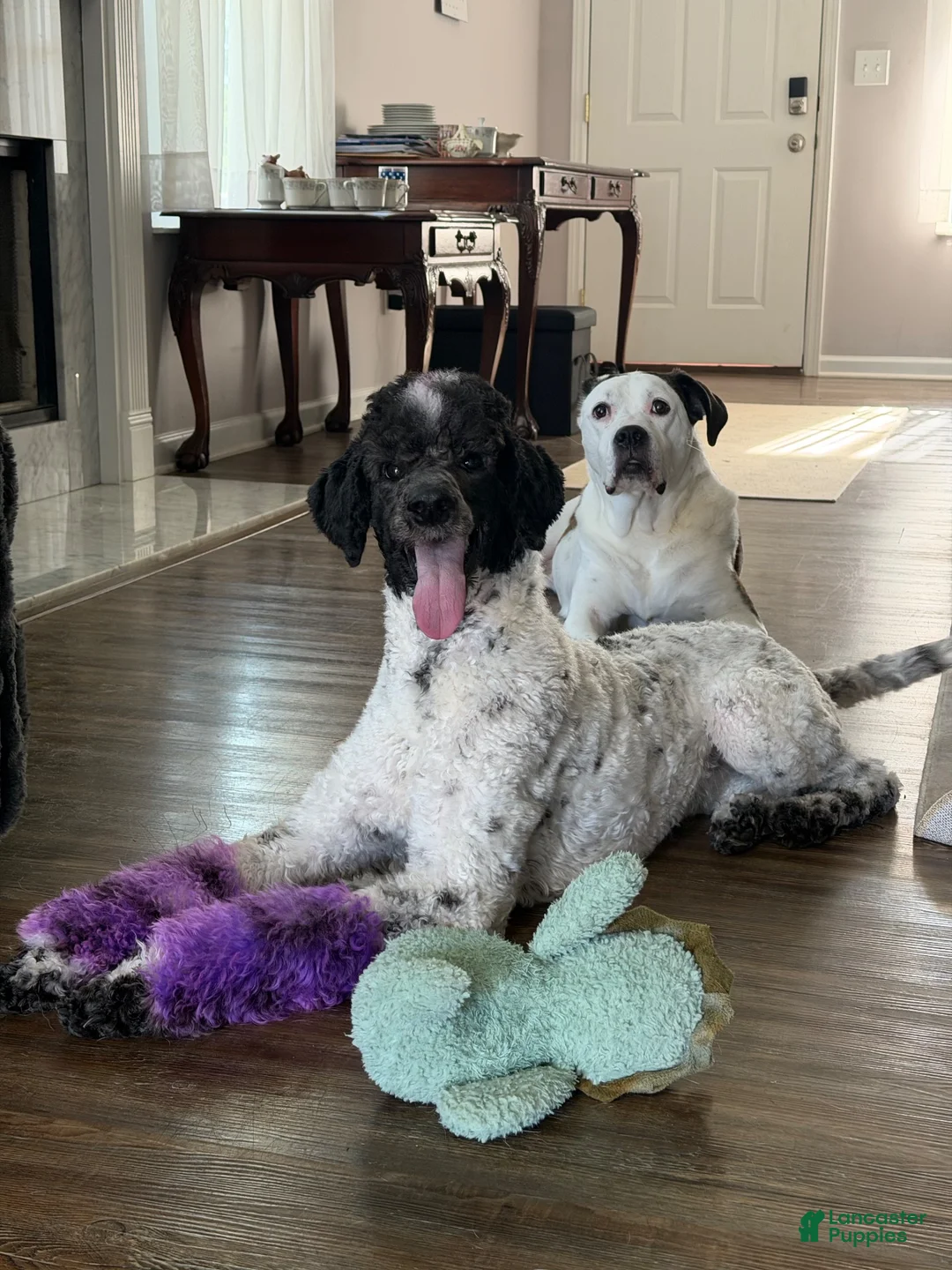 Standard Poodle dogs for sale: Standard Poodle 1 - Ad 7