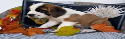 Saint Bernard dogs for sale: Axel - Ad 3