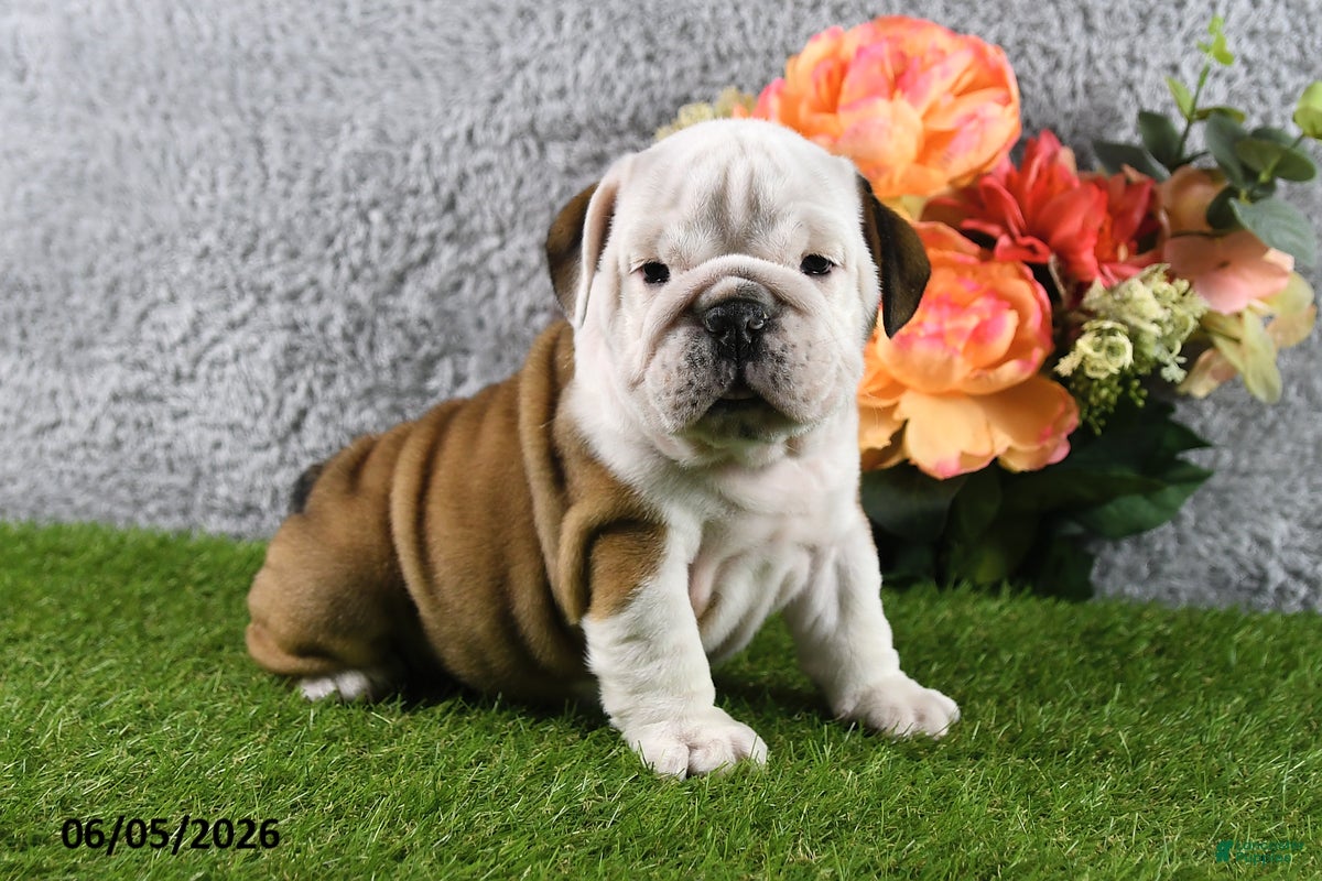 English Bulldog dogs Macey - Ad 1