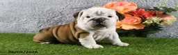 English Bulldog dogs for sale: Macey - Ad 1