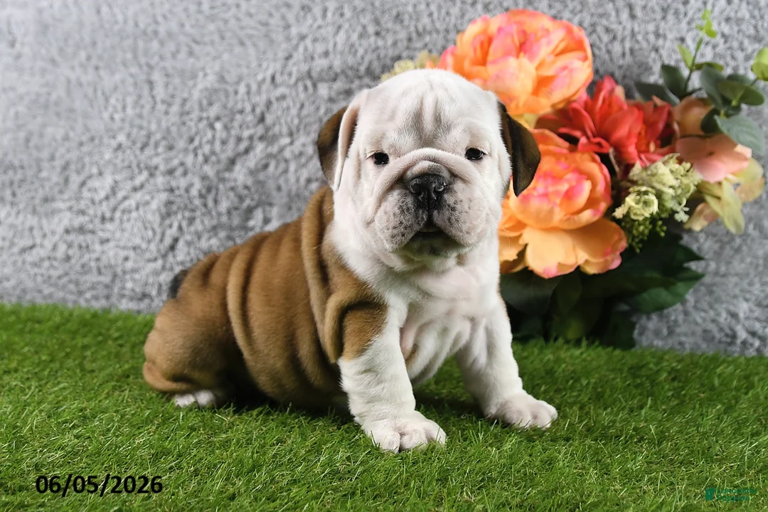 English Bulldog dogs for sale: Macey - Ad 1