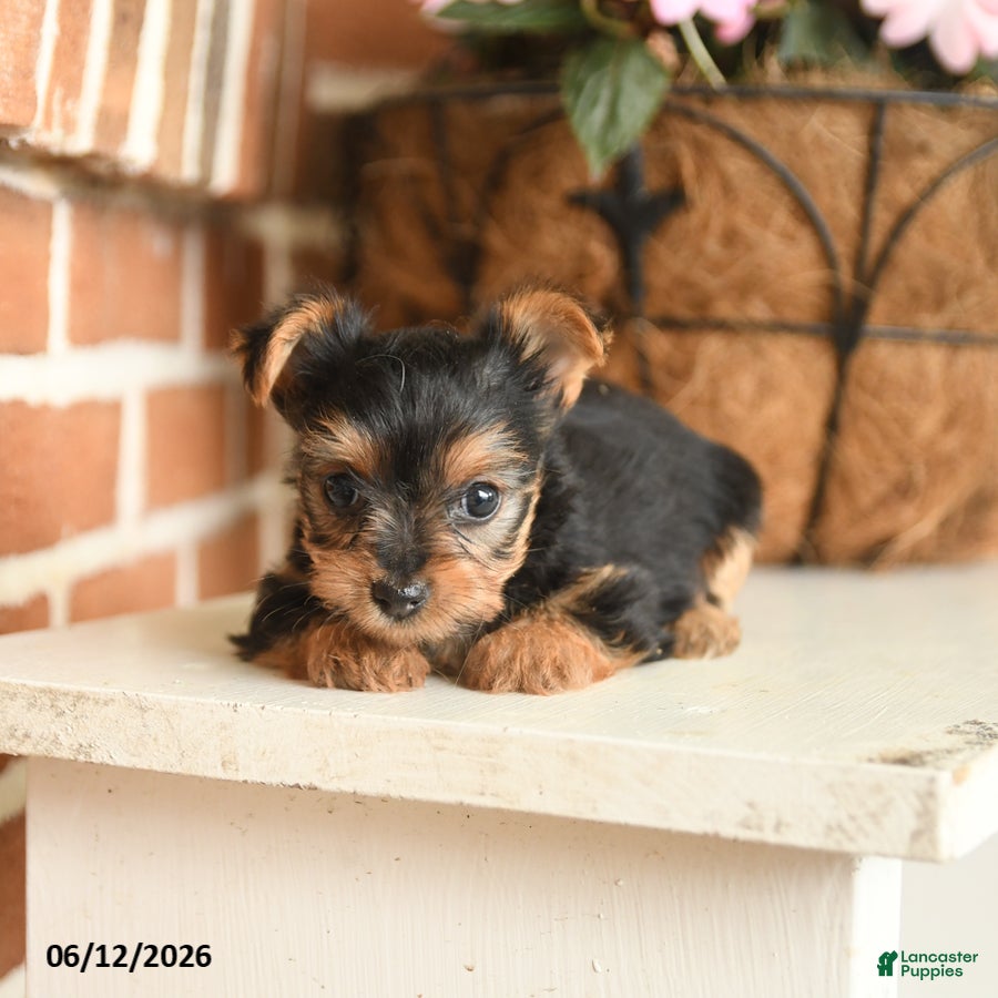 Yorkshire Terrier dogs Beauty - Ad 1