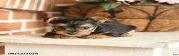 Yorkshire Terrier dogs for sale: Beauty - Ad 1