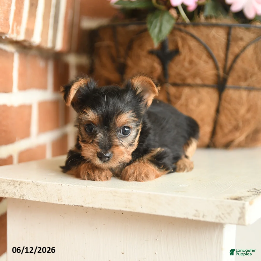 Yorkshire Terrier dogs for sale: Beauty - Ad 1