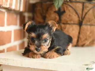 Yorkshire Terrier dogs for sale: Beauty - Ad 2