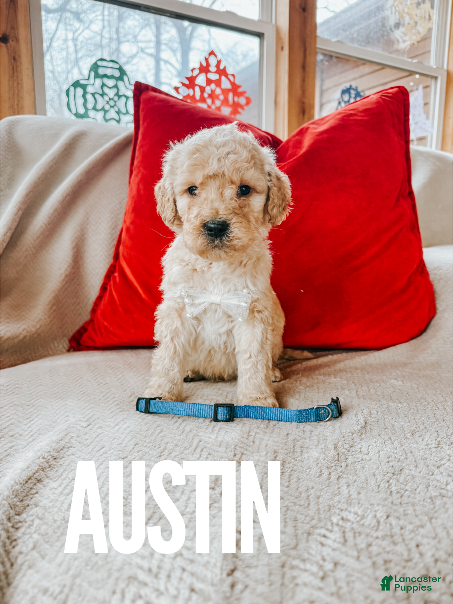 Goldendoodle dogs Austin - Ad 11