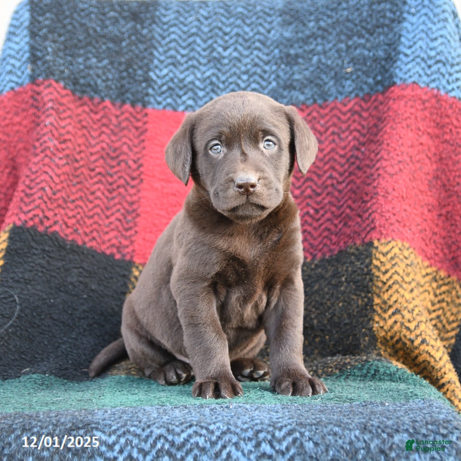 Labrador Retriever dogs Dixie - Ad 2