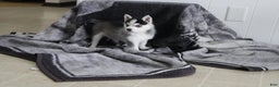 Pomsky dogs for sale: Tiny Tot - Ad 6