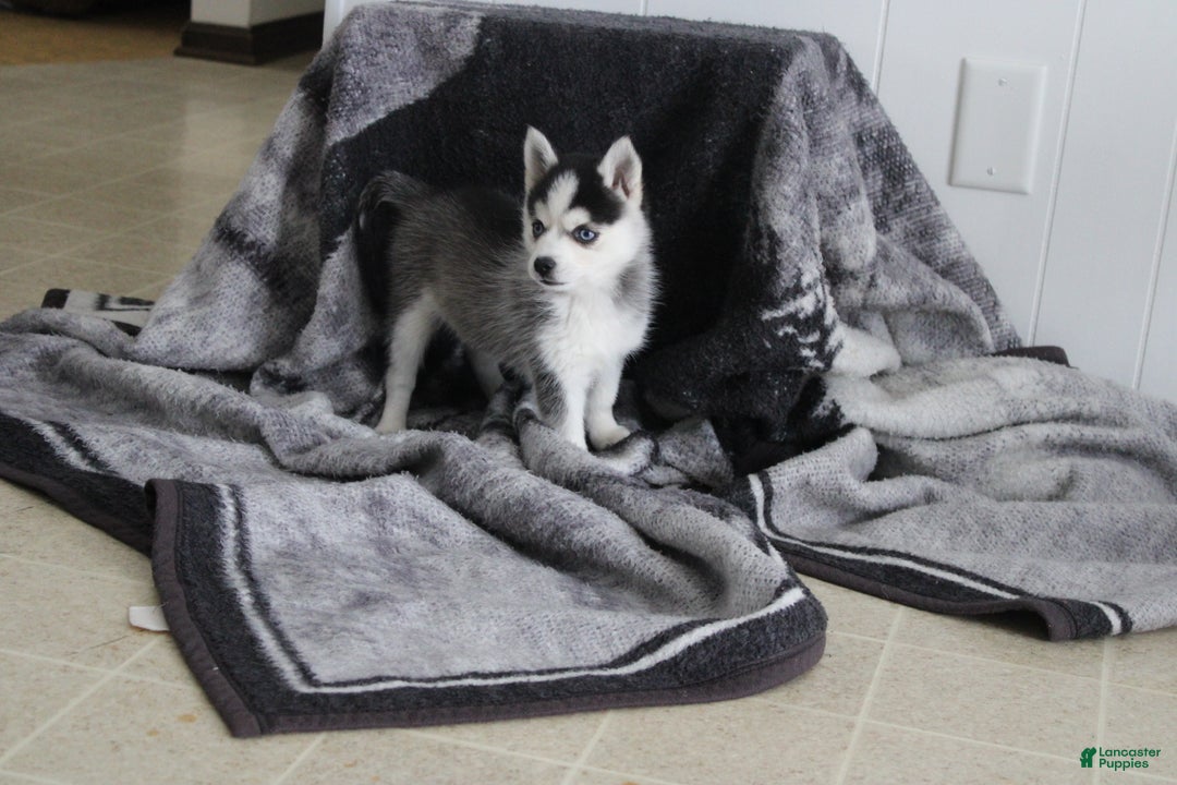 Pomsky dogs for sale: Tiny Tot - Ad 6