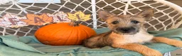 Cairn Terrier dogs for sale: Easton  - Ad 4