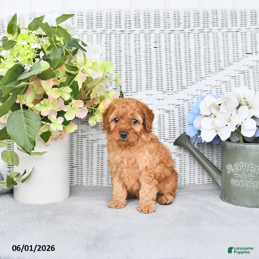 Mini Aussiedoodle dogs for sale: Macey - Ad 4