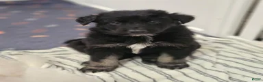 German Shepherd 2