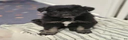 German Shepherd dogs for sale: German Shepherd 2 - Ad 1