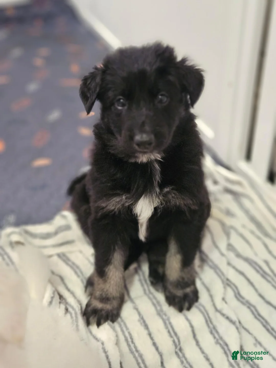German Shepherd dogs for sale: German Shepherd 2 - Ad 1
