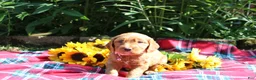 Mixed Breed dogs for sale: Posey - Irish Goldendoodle  - Ad 12