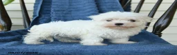 Maltese dogs for sale: Sharron - Ad 4