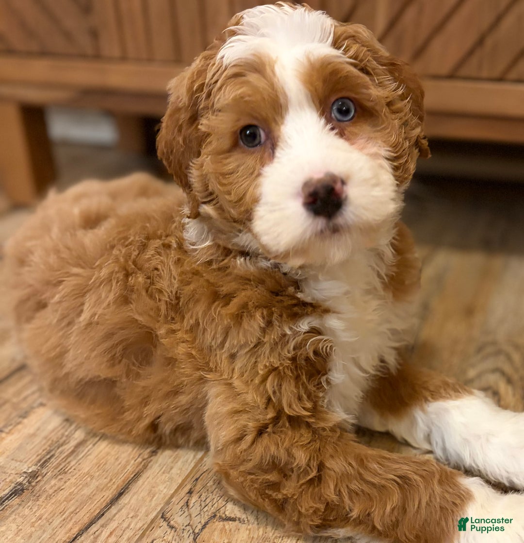 Mini Bernedoodle dogs for sale: 💗 IN BOSTON MASSACHUSETTS AREA 💗 RED AND WHITE GIRL WITH ONE BLUE EYE 💗 MINI BERNEDOODLE 💗 - Ad 1