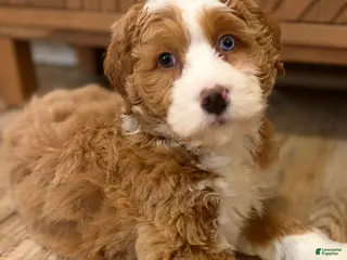 Mini Bernedoodle dogs 💗 IN BOSTON MASSACHUSETTS AREA 💗 RED AND WHITE GIRL WITH ONE BLUE EYE 💗 MINI BERNEDOODLE 💗 - Ad 10