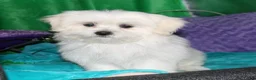 Shihpoo dogs for sale: Shiloh - Ad 8