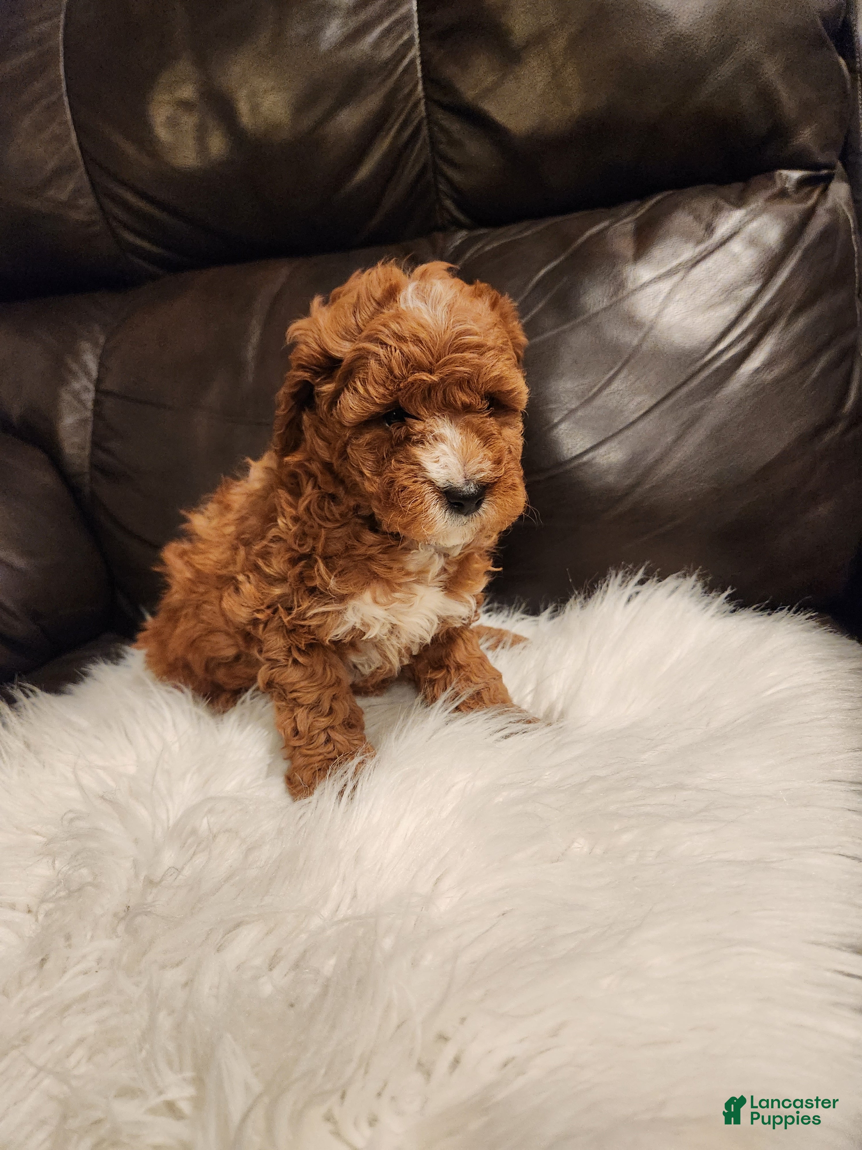Mini Bernedoodle dogs CALLIE - MINI BERNEDOODLE LOVELY PUPPY (RICHLAND, PA) - F1BB. - Ad 2