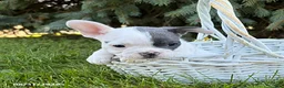 French Bulldog dogs for sale: Layla - Ad 3