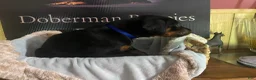 Doberman Pinscher dogs for sale: Blue collar Male - Ad 1