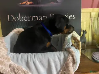 Doberman Pinscher dogs Blue collar Male - Ad 6