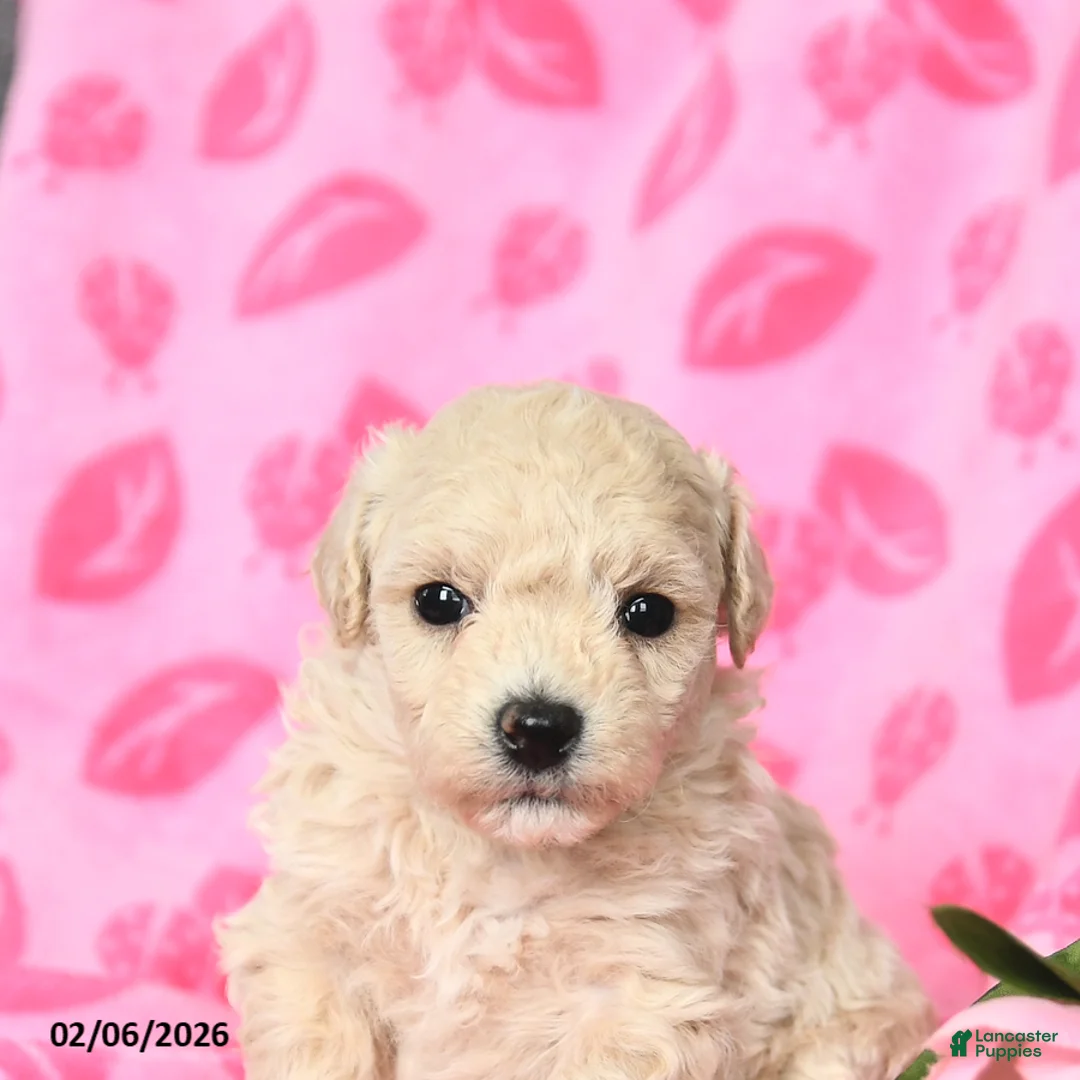 Bichpoo dogs for sale: Daffodil - Ad 5