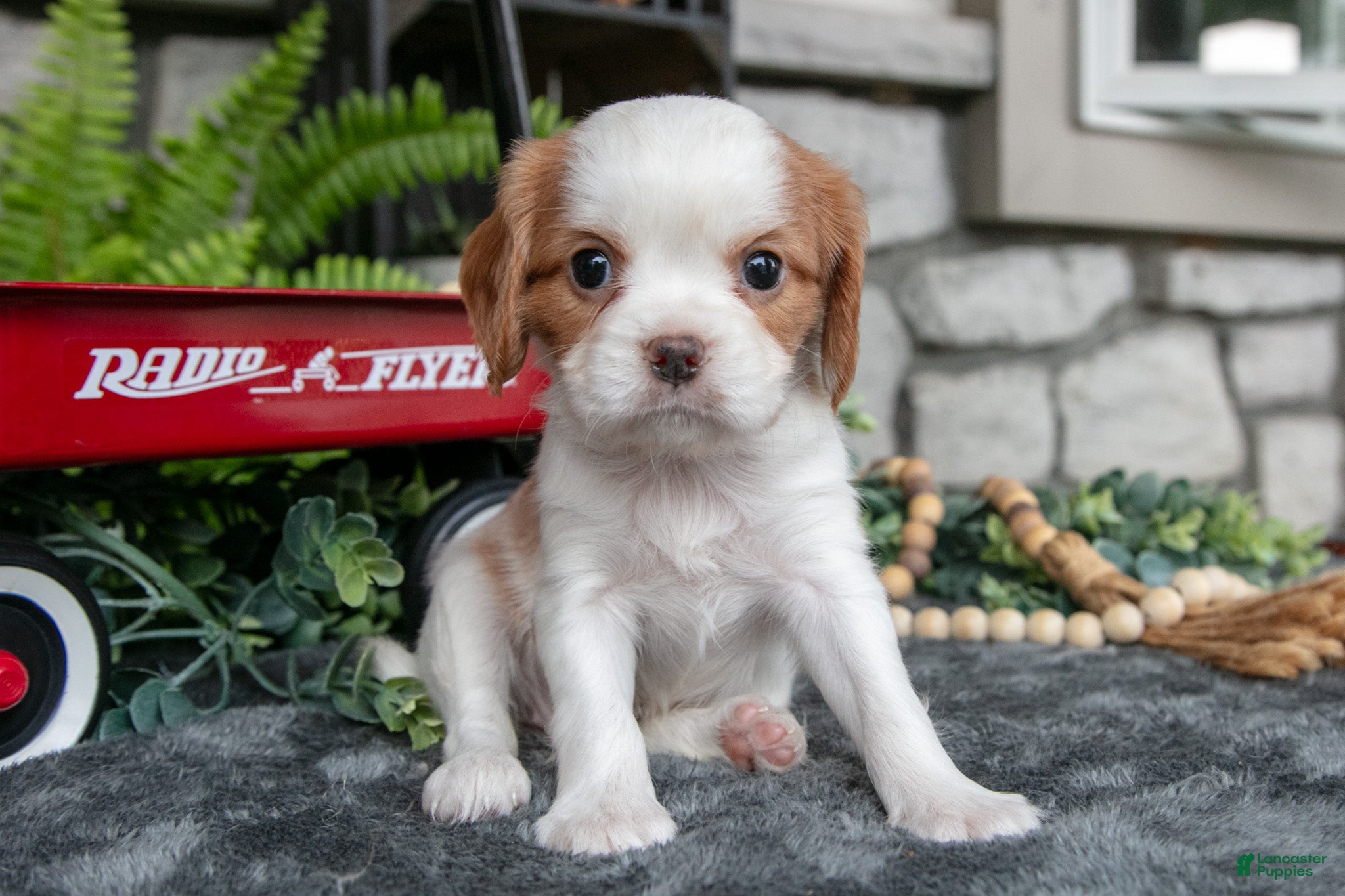 Cavalier King Charles Spaniel dogs for sale: Kylie - Ad 3