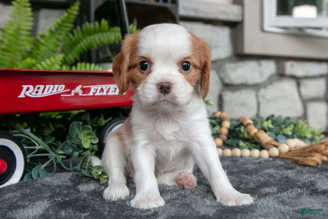 Cavalier King Charles Spaniel dogs for sale: Kylie - Ad 1