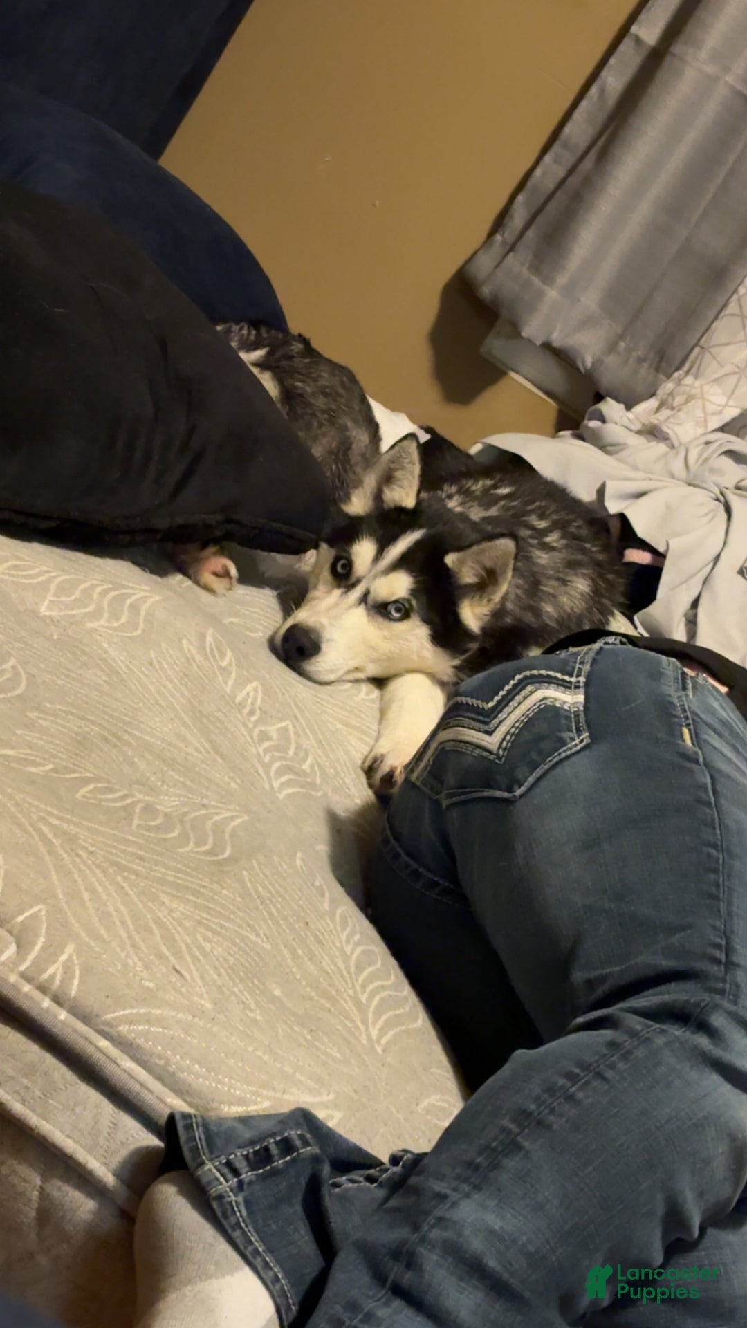 Alaskan Husky dogs for sale: Alaskan Husky Puppy 1 - Ad 4