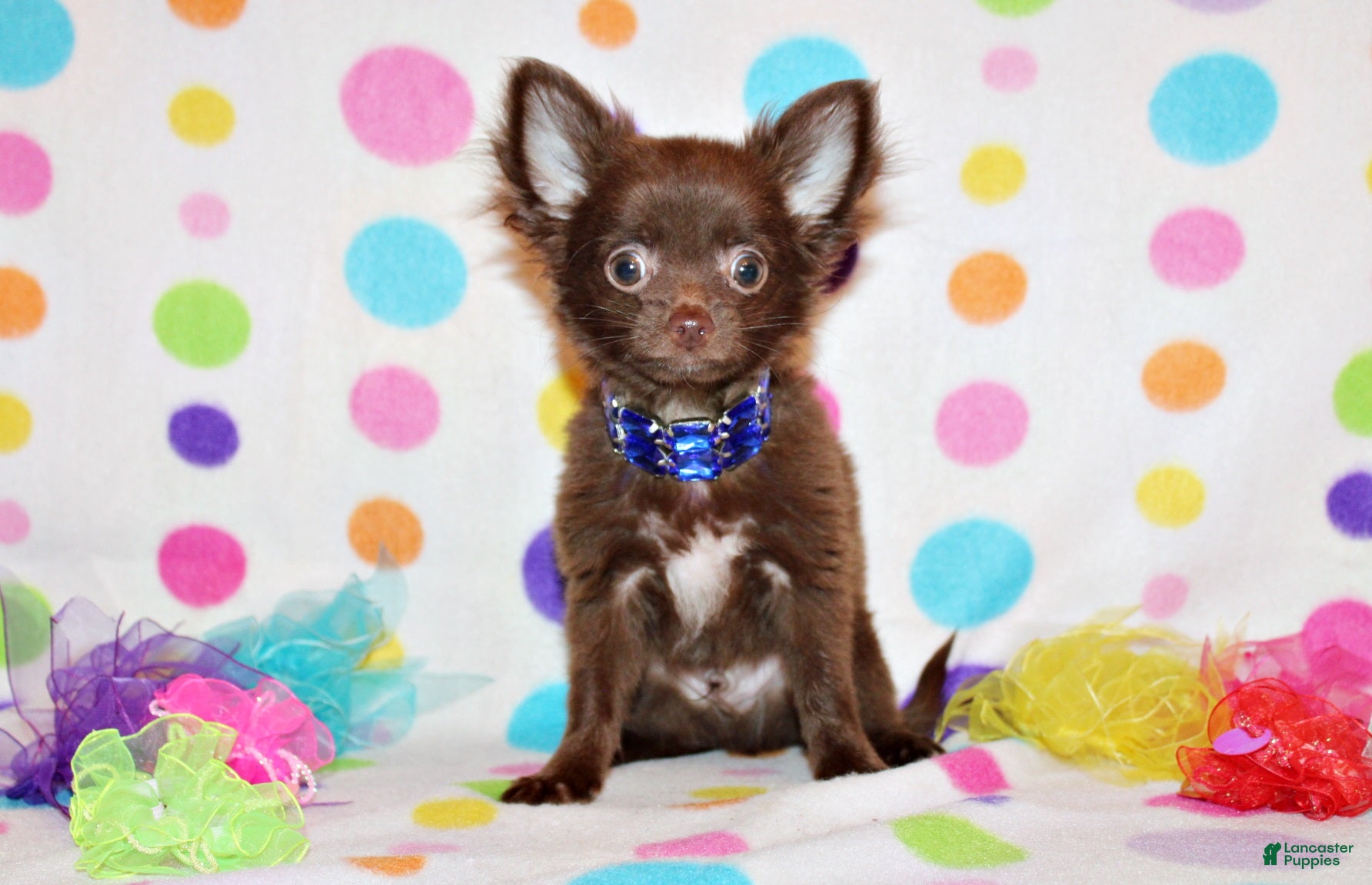 Chihuahua dogs Ian - Ad 1