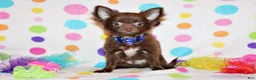 Chihuahua dogs for sale: Ian - Ad 1