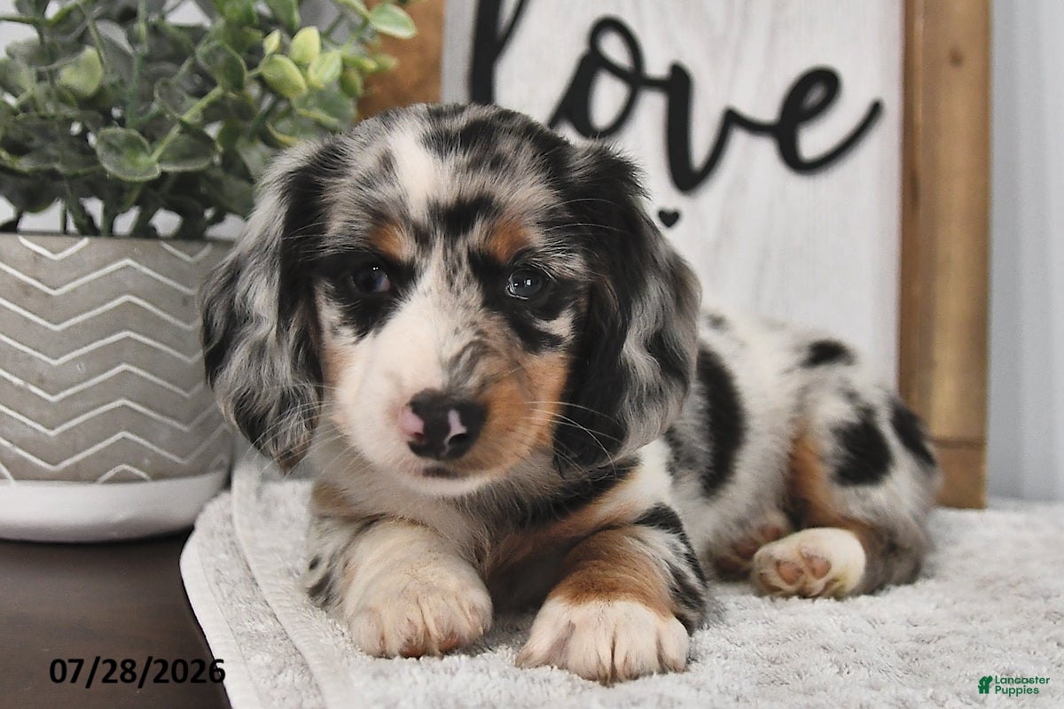 Miniature Dachshund dogs Kelsey - Ad 1