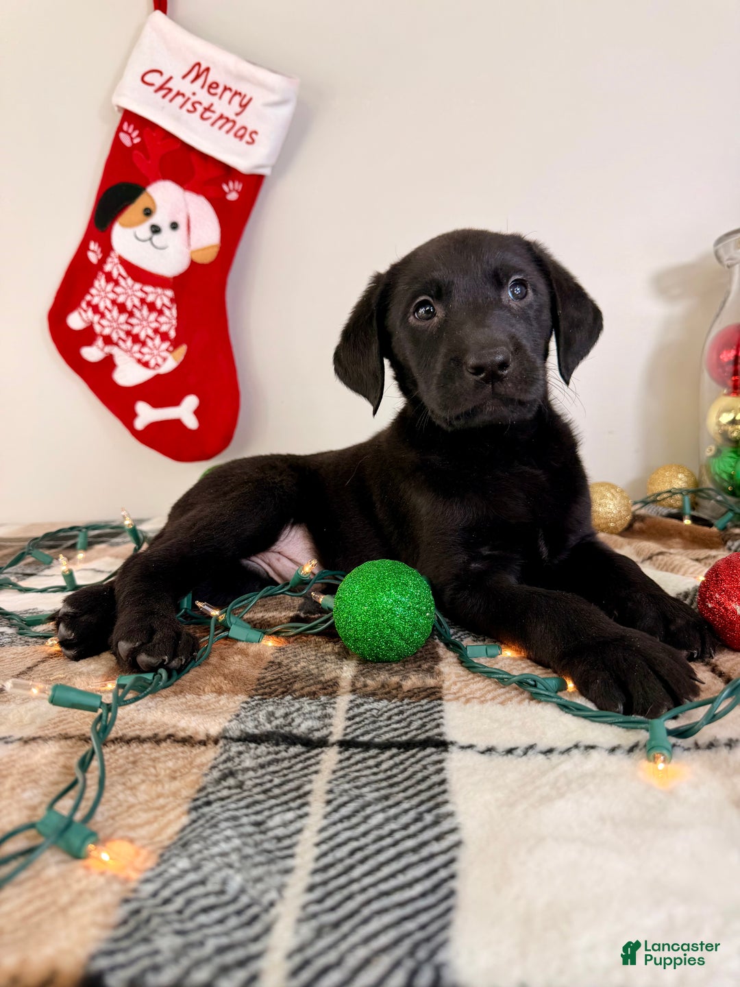 Labrador Retriever dogs for sale: Leonard - Ad 5