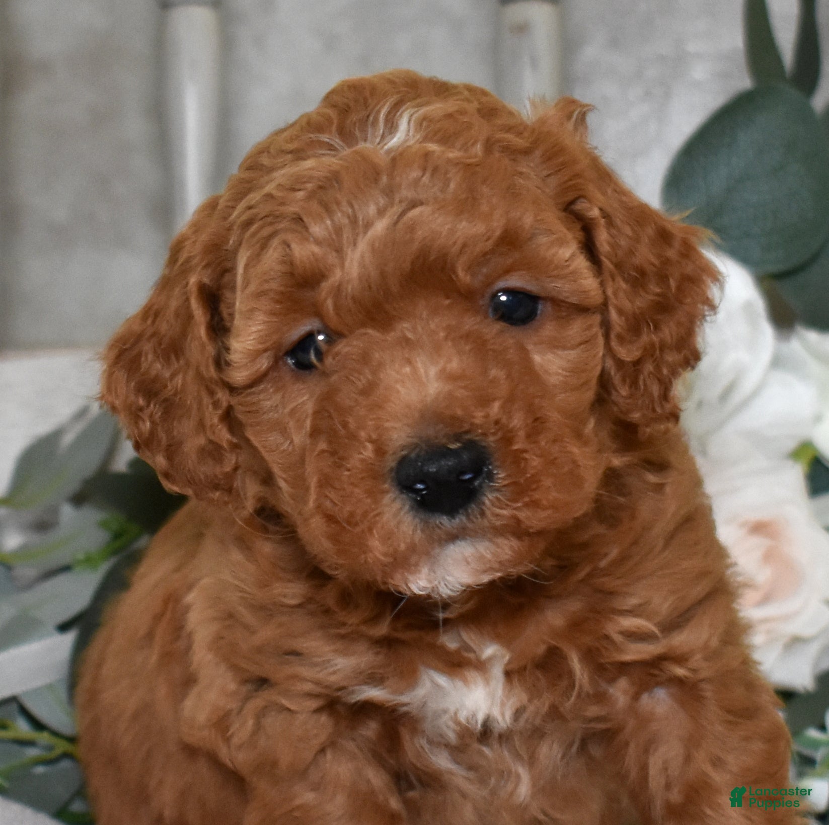 Miniature Poodle dogs Justin - Ad 8