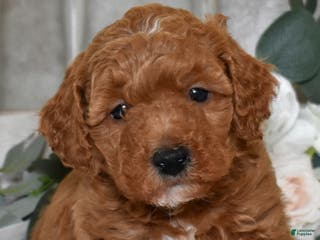 Miniature Poodle dogs Justin - Ad 18