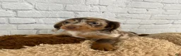 Miniature Dachshund dogs for sale: Sally - Ad 9