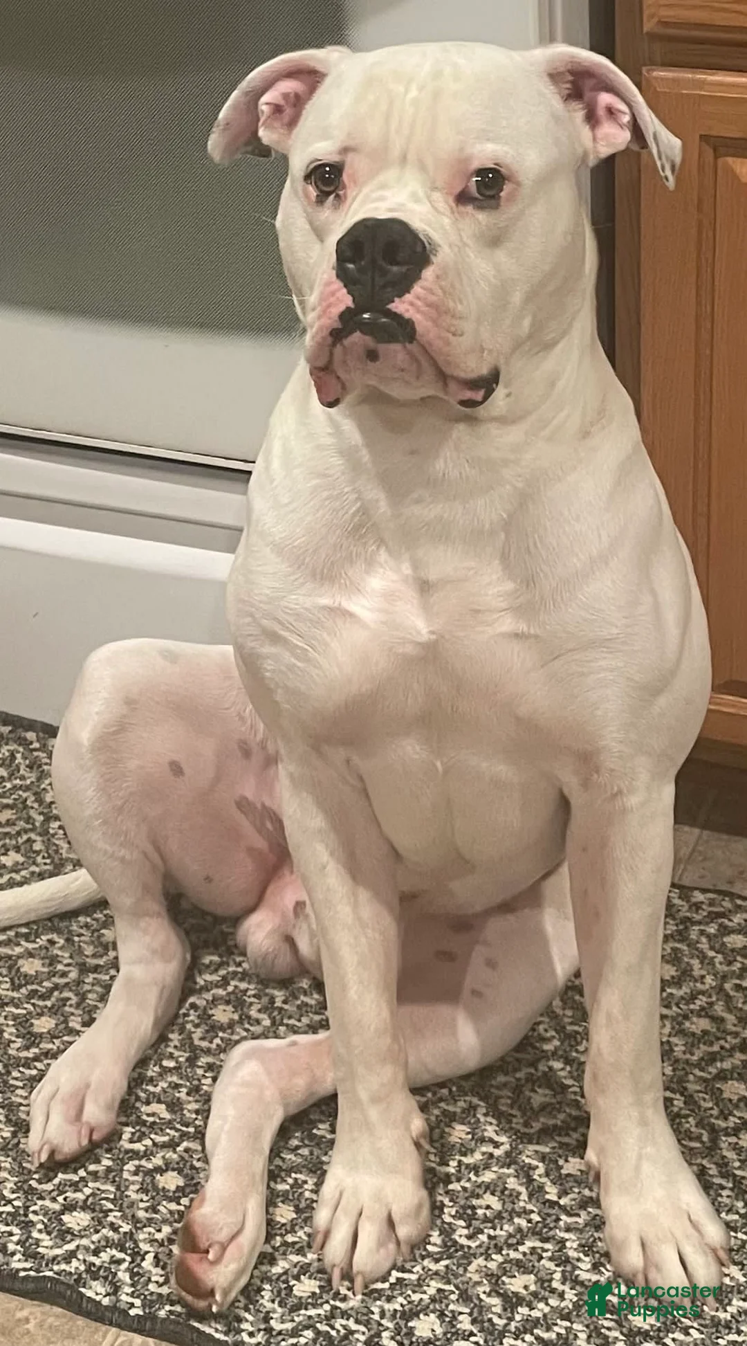 Gallery Image {{count}}