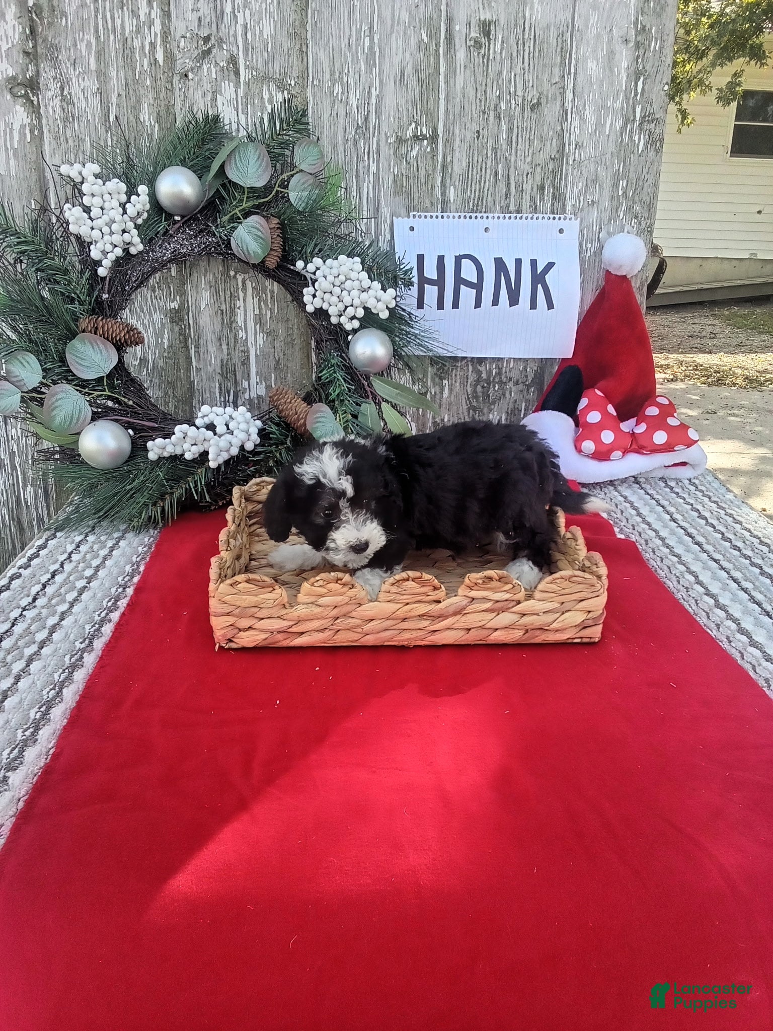 Doodle / designer cross (Doodle / designer cross, Male) in Berne, IN